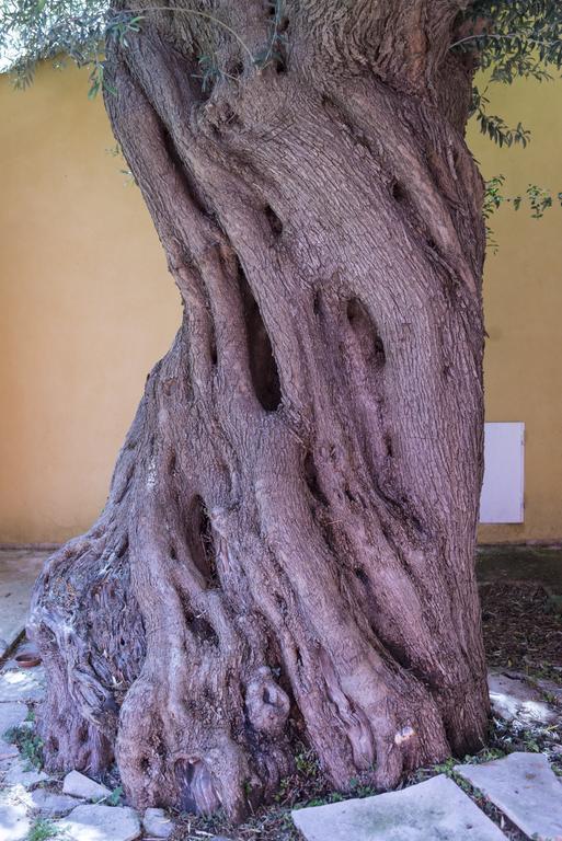 Canicattini Bagni Agriturismo Borgo Degli Ulivi المظهر الخارجي الصورة